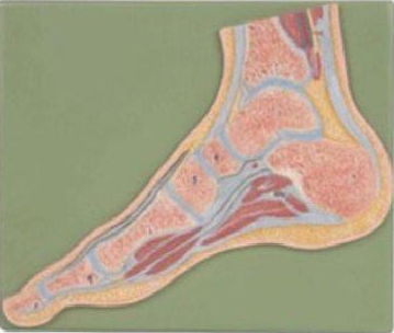 康人 足關(guān)節(jié)剖面模型 KAR/11207