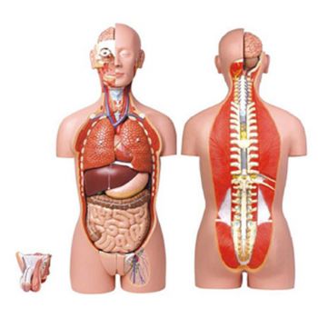  男、女兩性人體背部開放式半身軀干模型KAR/10003  