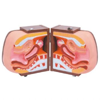  高級(jí)女性避孕器指導(dǎo)模型KAR/B2  