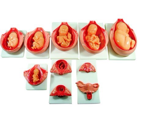  高級(jí)胎兒妊娠發(fā)育過程模型XC-414  